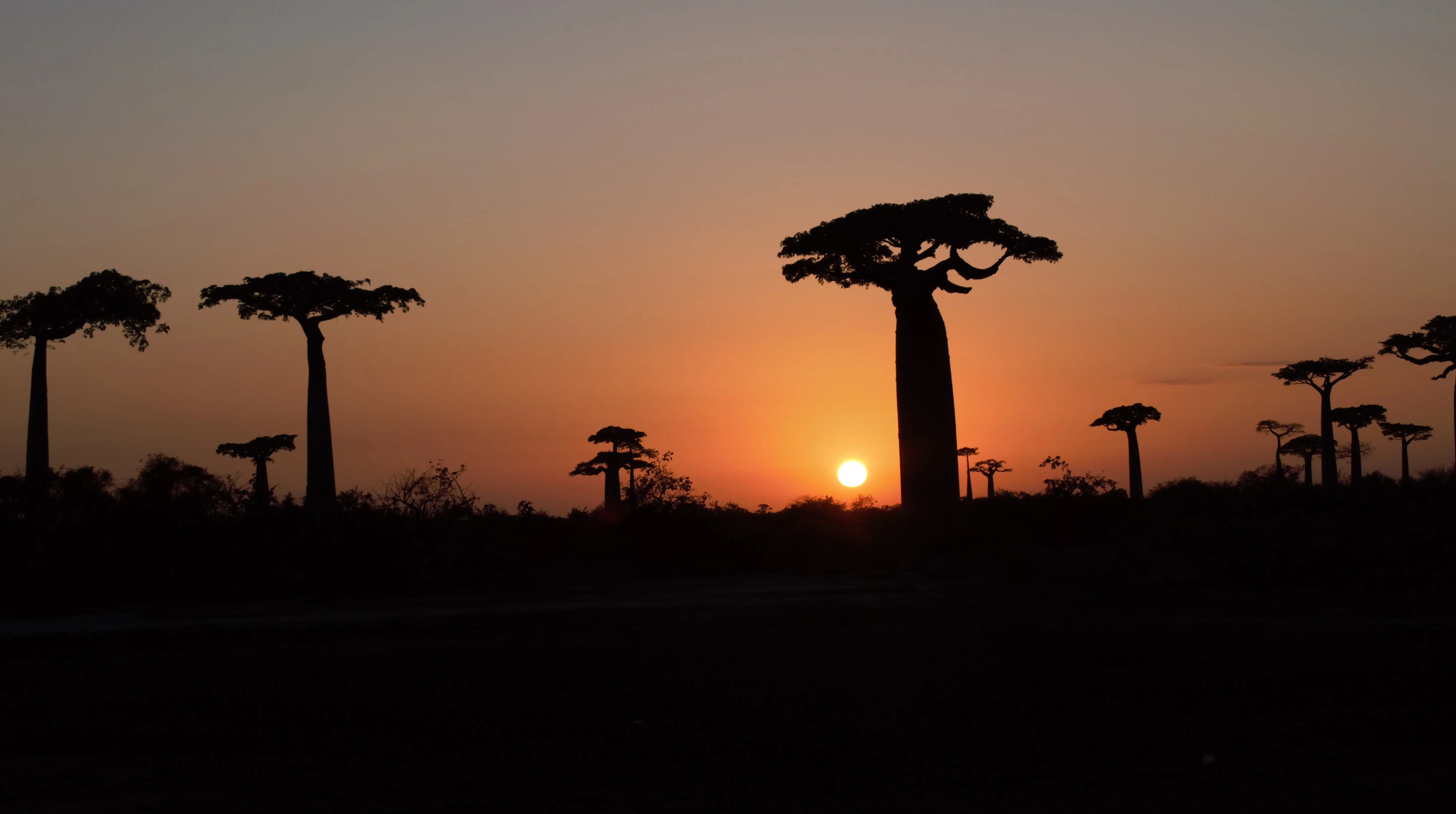 Allée_de_Baobab_au_coucher_de_soleil