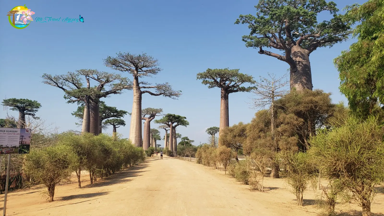 TheAvenueoftheBaobabs