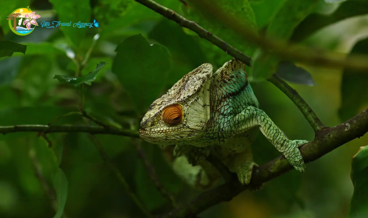 cameleon