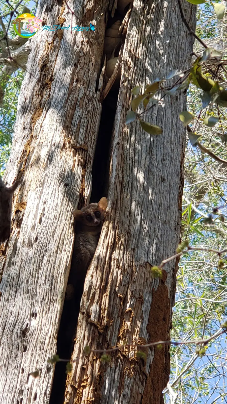 Fauna