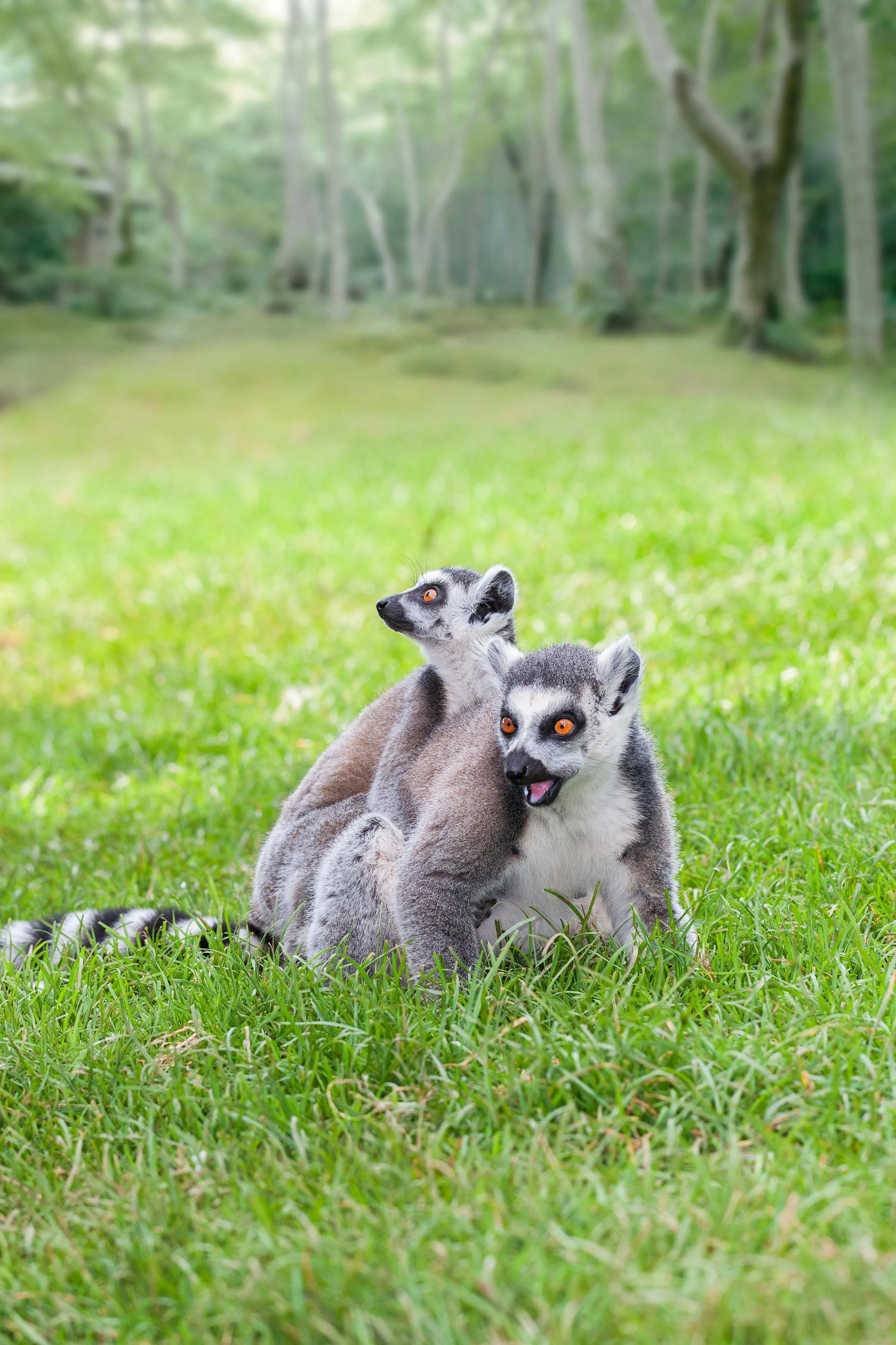 ringtails