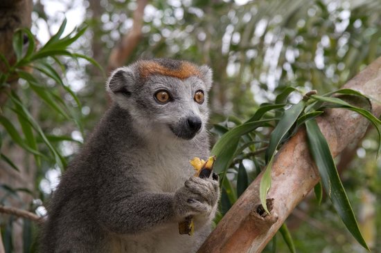 8-Day East Madagascar Rainforest and Lemur Encounters